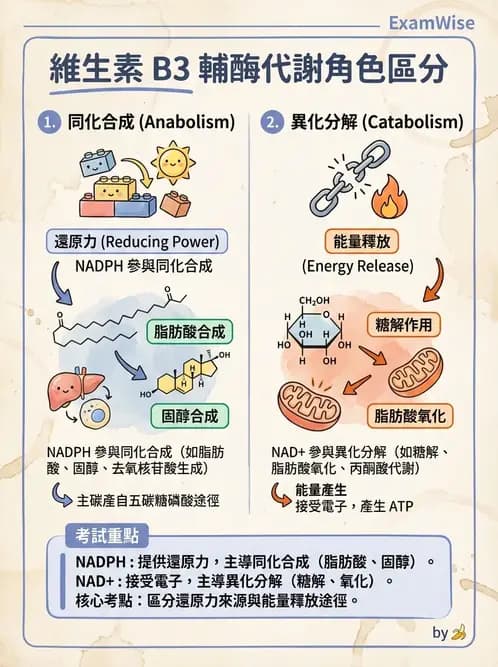 營養 - 能量代謝相關B群維生素 - AI 圖文解析預覽