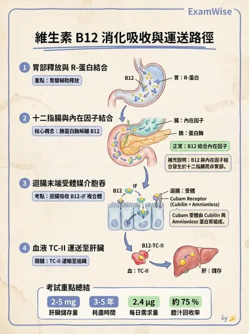 營養 - 單碳代謝與造血B群維生素 - AI 圖文解析預覽