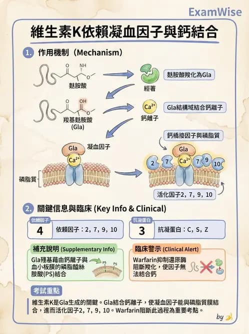 營養 - 巨量礦物質營養素 - AI 圖文解析預覽