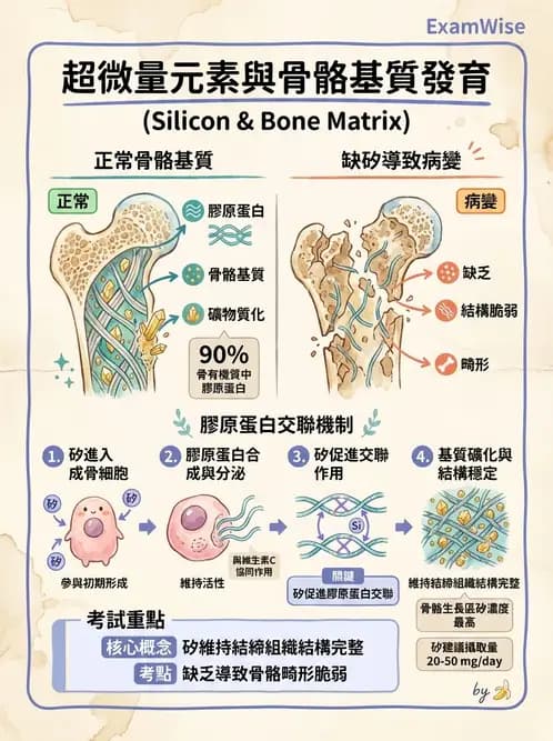 營養 - 氟、鉻及其他微量礦物質 - AI 圖文解析預覽