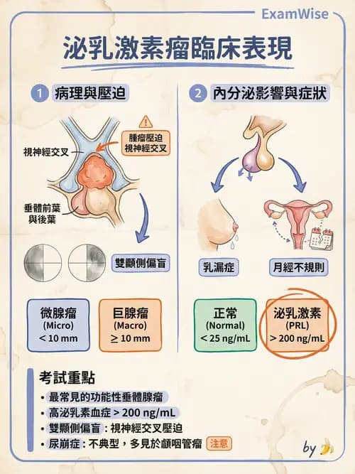 專師 - 腦下垂體與其他內分泌 - AI 圖文解析預覽
