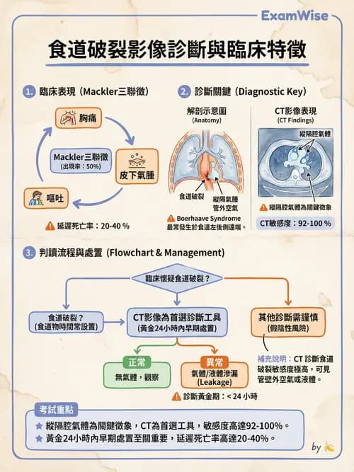 專師 - 上消化道 - AI 圖文解析預覽