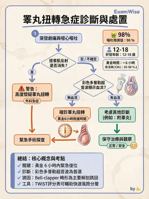 專師 - 陰囊與泌尿急症 - AI 圖文解析預覽