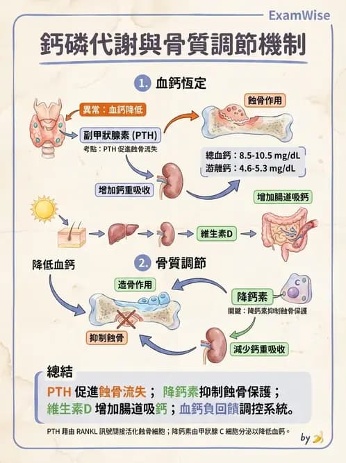 營養 - 骨骼與關節疾病 - AI 圖文解析預覽