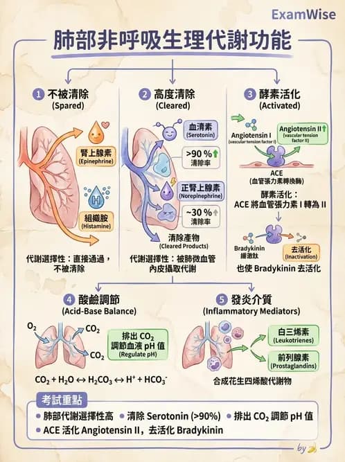 營養 - 呼吸系統疾病 - AI 圖文解析預覽