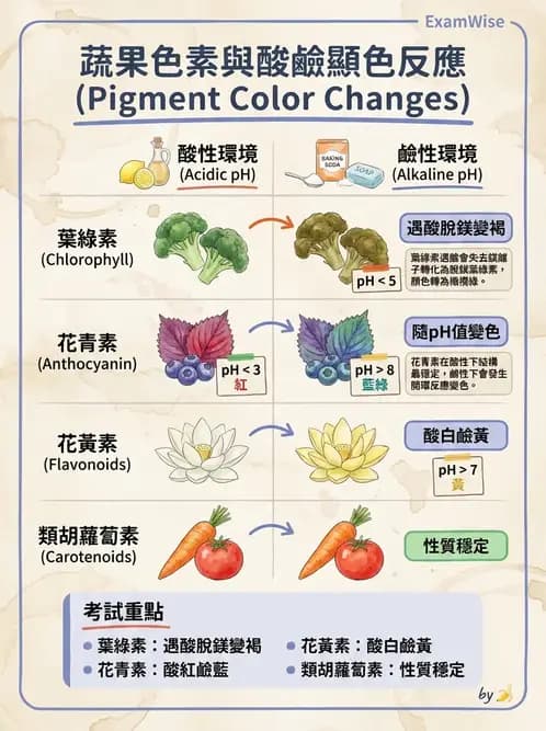 營養 - 動植物性食材製備原理 - AI 圖文解析預覽