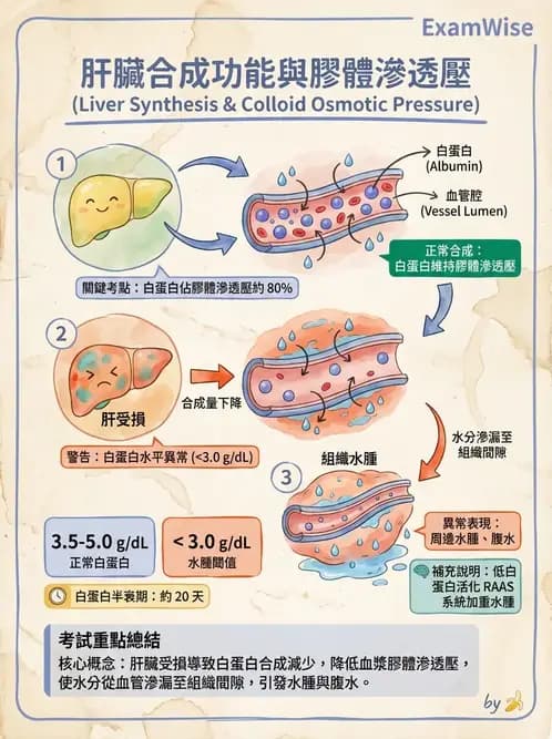 營養 - 蛋白質與胺基酸代謝 - AI 圖文解析預覽
