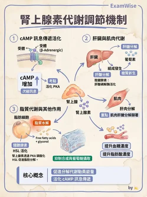 營養 - 內分泌與代謝生理學 - AI 圖文解析預覽