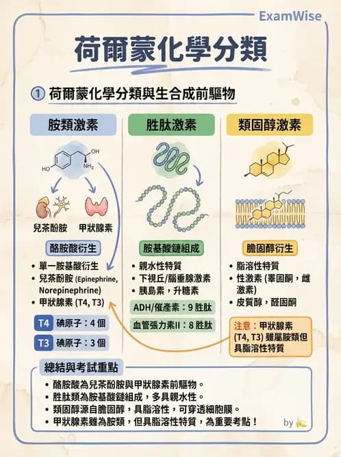 營養 - 內分泌與代謝生理學 - AI 圖文解析預覽