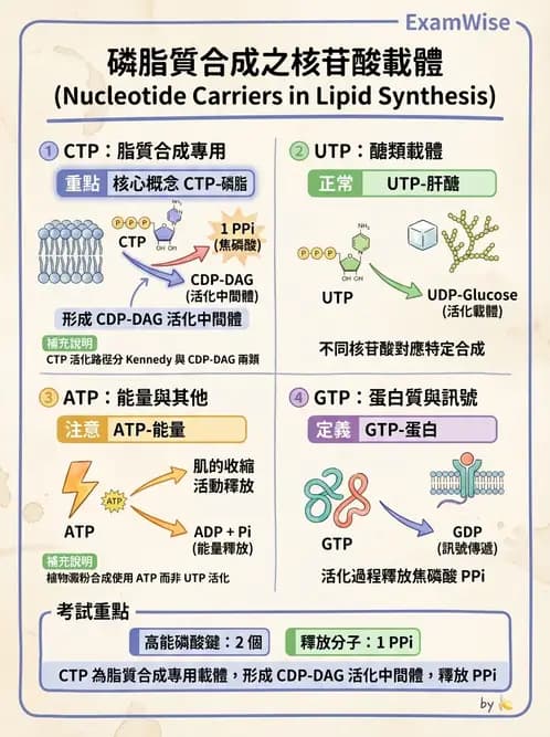 營養 - 脂質代謝 - AI 圖文解析預覽