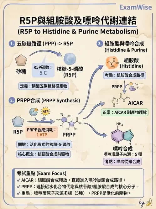 營養 - 核酸與基因表現 - AI 圖文解析預覽
