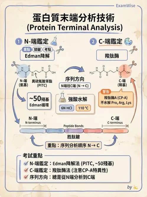 營養 - 蛋白質與胺基酸代謝 - AI 圖文解析預覽