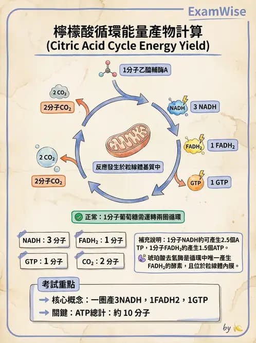 營養 - 能量代謝 - AI 圖文解析預覽