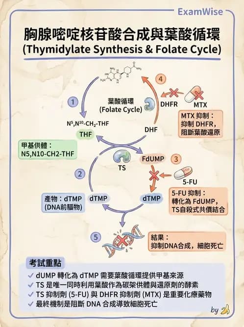 營養 - 核酸與基因表現 - AI 圖文解析預覽