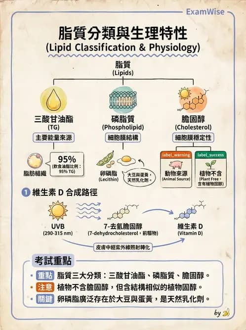 營養 - 脂肪酸種類與必需脂肪酸 - AI 圖文解析預覽