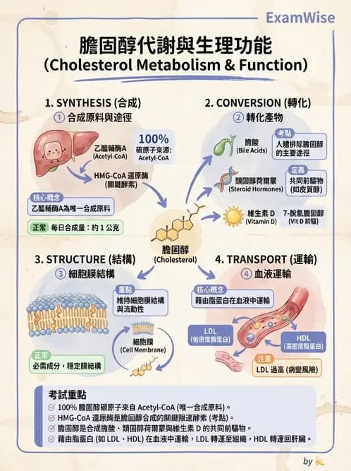 營養 - 脂蛋白與膽固醇代謝 - AI 圖文解析預覽