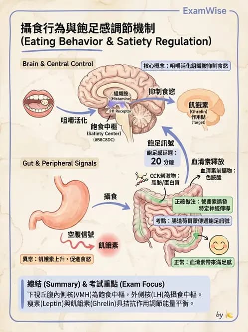 營養 - 能量平衡與食慾控制 - AI 圖文解析預覽