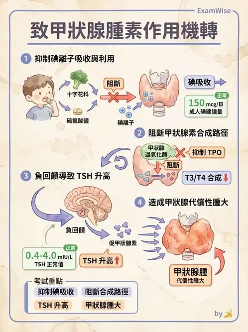 營養 - 碘與硒營養 - AI 圖文解析預覽