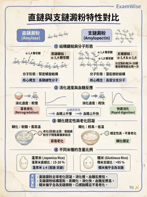 營養 - 醣類結構與膳食纖維 - AI 圖文解析預覽
