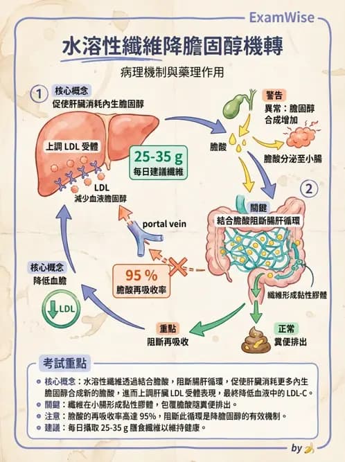 營養 - 脂蛋白與膽固醇代謝 - AI 圖文解析預覽
