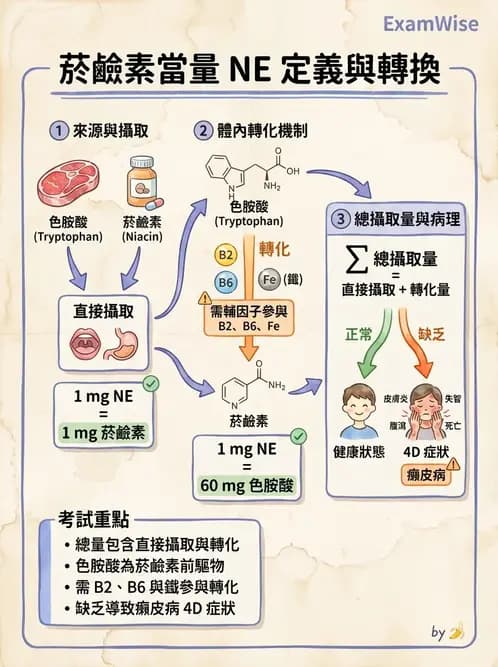 營養 - 能量代謝相關B群維生素 - AI 圖文解析預覽