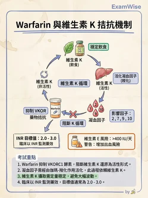 營養 - 維生素K - AI 圖文解析預覽