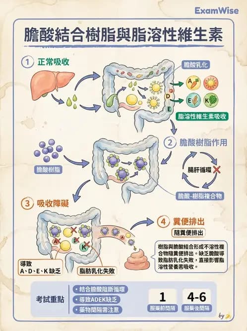 營養 - 藥物與營養素交互作用 - AI 圖文解析預覽