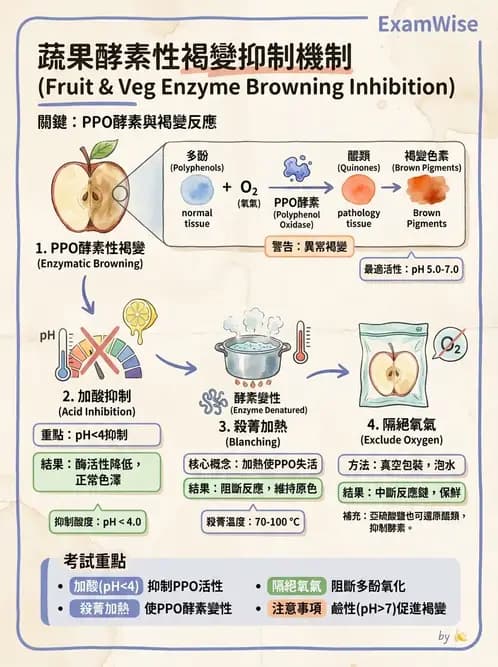營養 - 動植物性食材製備原理 - AI 圖文解析預覽