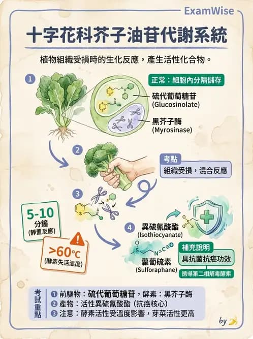 營養 - 天然毒素 - AI 圖文解析預覽