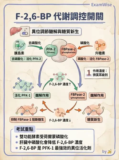 營養 - 醣類代謝 - AI 圖文解析預覽