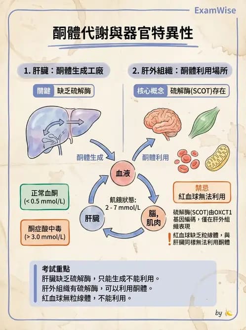 營養 - 脂質代謝 - AI 圖文解析預覽