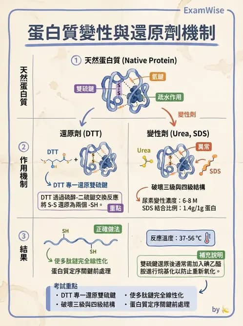 營養 - 蛋白質與胺基酸代謝 - AI 圖文解析預覽