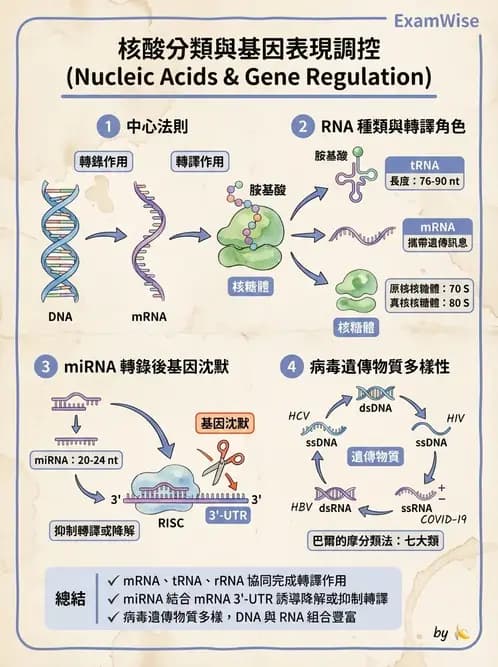 營養 - 核酸與基因表現 - AI 圖文解析預覽