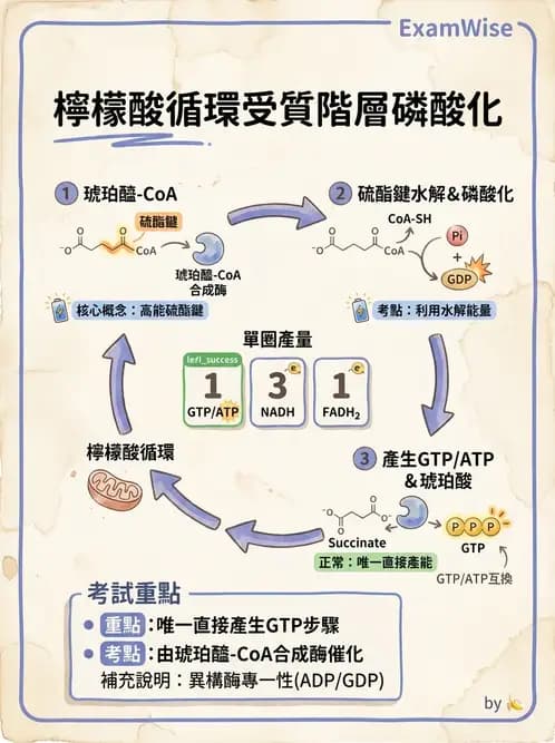 營養 - 能量代謝 - AI 圖文解析預覽