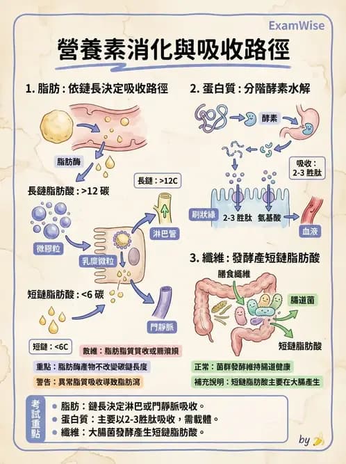 營養 - 消化系統生理學 - AI 圖文解析預覽