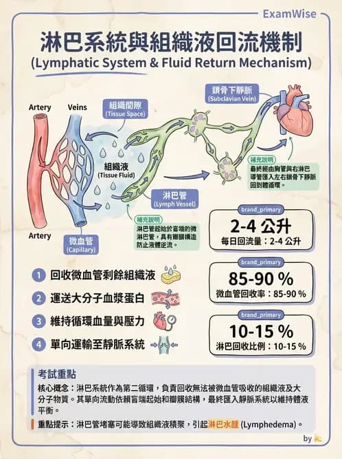 營養 - 心血管系統生理學 - AI 圖文解析預覽