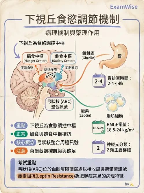 營養 - 能量平衡與食慾控制 - AI 圖文解析預覽