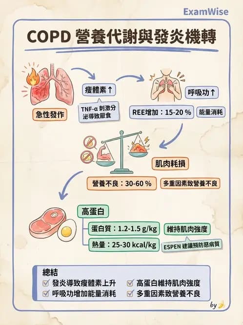 營養 - 呼吸系統疾病 - AI 圖文解析預覽