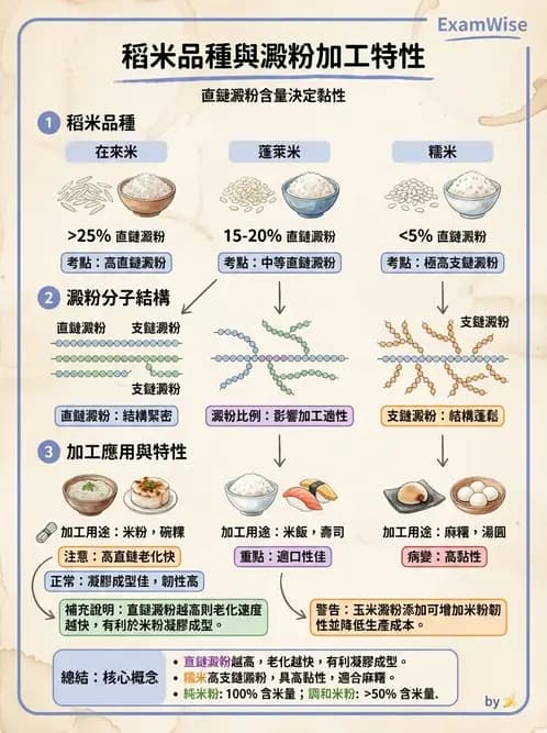 營養 - 穀類、澱粉與麵粉製備原理 - AI 圖文解析預覽