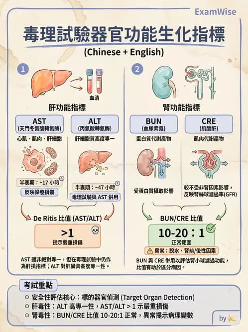 營養 - 食品安全性評估 - AI 圖文解析預覽