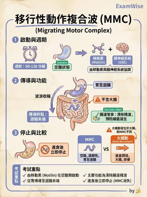 營養 - 消化系統生理學 - AI 圖文解析預覽