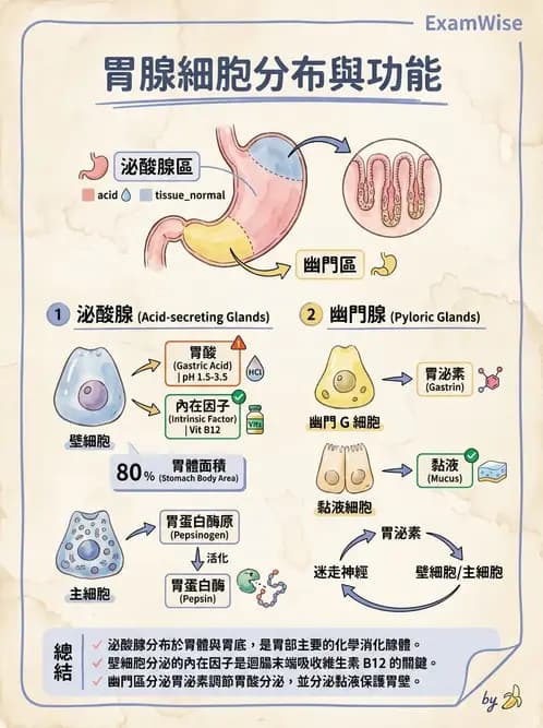 營養 - 消化系統生理學 - AI 圖文解析預覽