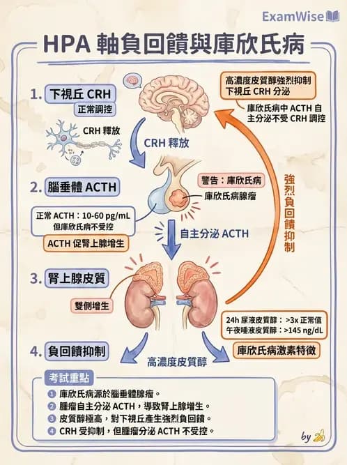 營養 - 內分泌與代謝生理學 - AI 圖文解析預覽