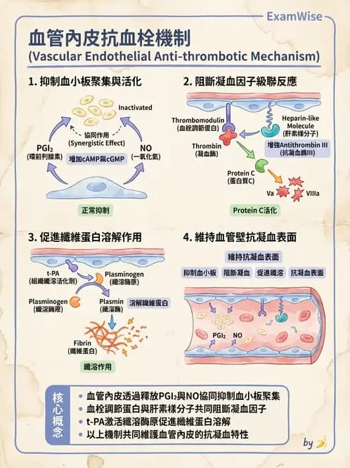 營養 - 血液與免疫 - AI 圖文解析預覽
