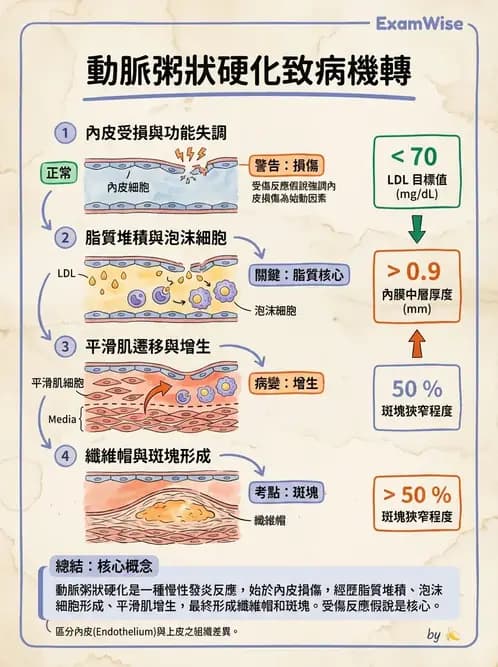 營養 - 心血管系統生理學 - AI 圖文解析預覽