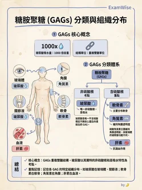 營養 - 醣類代謝 - AI 圖文解析預覽