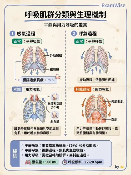 營養 - 呼吸系統生理學 - AI 圖文解析預覽