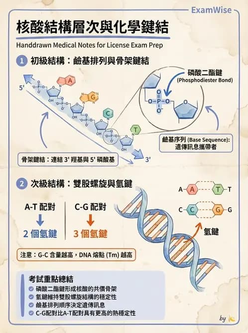 營養 - 核酸與基因表現 - AI 圖文解析預覽