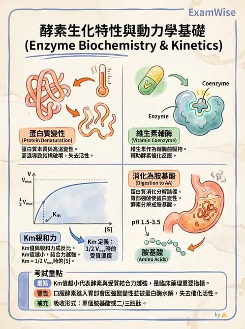 營養 - 酵素學基礎 - AI 圖文解析預覽