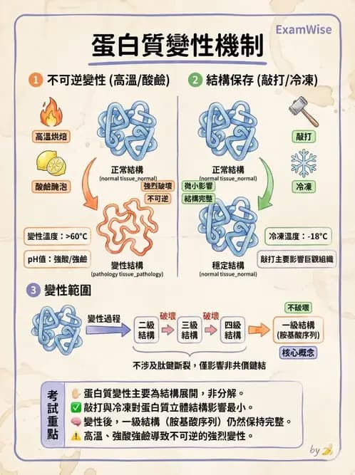 營養 - 蛋白質結構、功能與需求量 - AI 圖文解析預覽